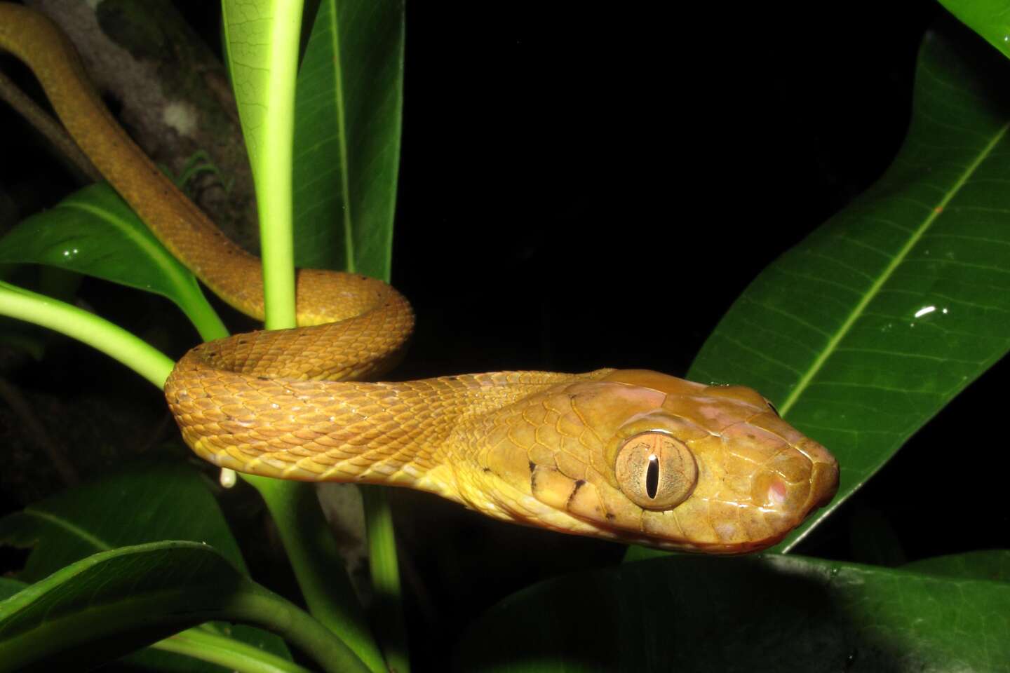 Orthez : un serpent des blés capturé par les sapeurs-pompiers
