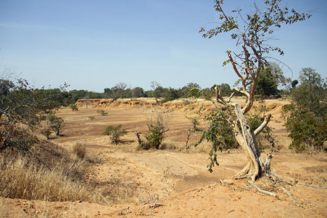 Des terres desséchées près du lac Ouenia, au Mali, en novembre 2019.