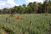 Photo : explotation agricole dans la forêt amazonienne au Brésil