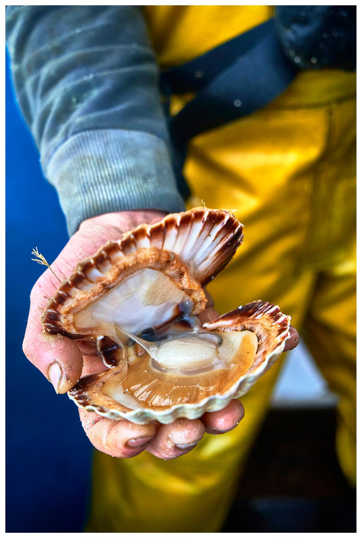 a saint quay portrieux la saint jacques sort de sa coquille