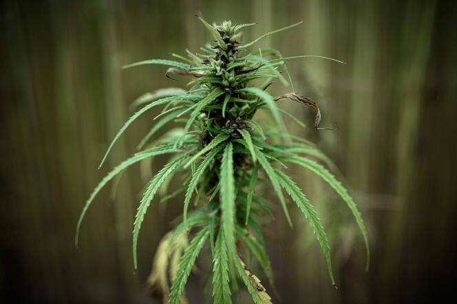 Autorisée en 2019 par l’Assemblée nationale mais repoussée par la crise sanitaire, l’expérimentation du cannabis thérapeutique (à l’exception de celui à fumer) doit commencer au plus tard le 31 mars.