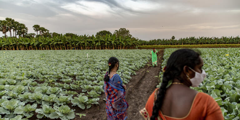 Women farmers at an organic farm with mulitiple crops ( Banana and cauliflower) in Guntur, Andhra Pradesh. 