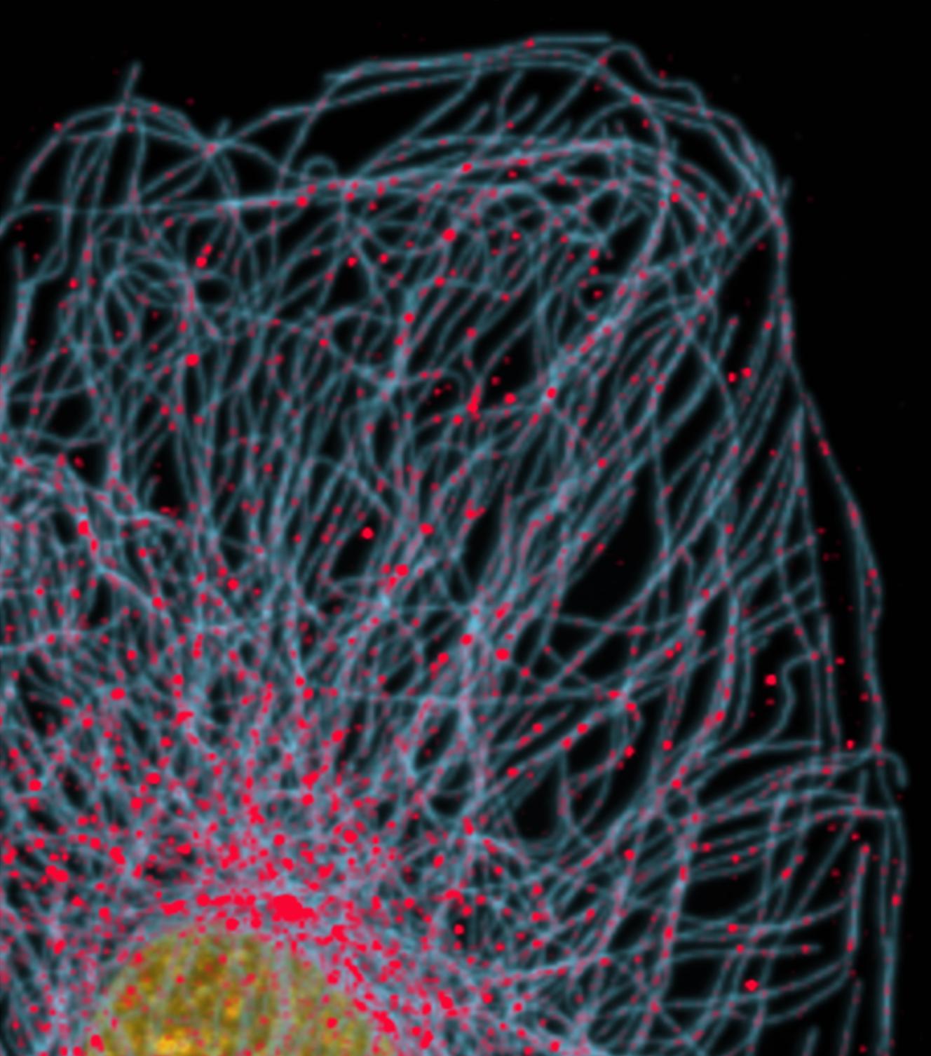 Ce sont les microtubules (en bleu) qui êrmettent aux flagelles des spermatozoïdes de bouger et d’onduler.