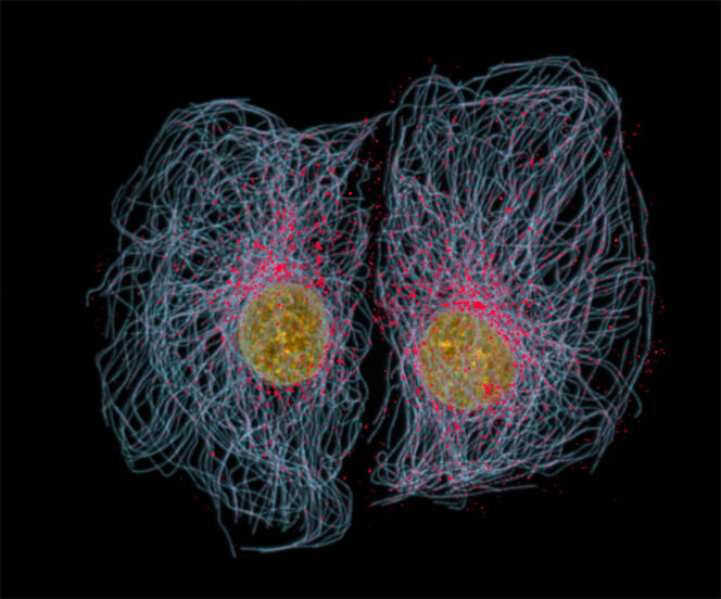 Les microtubules sont en bleu, les dynéines, qui sont les moteurs moléculaires, sont en rouge et l’ADN du noyau est en jaune.