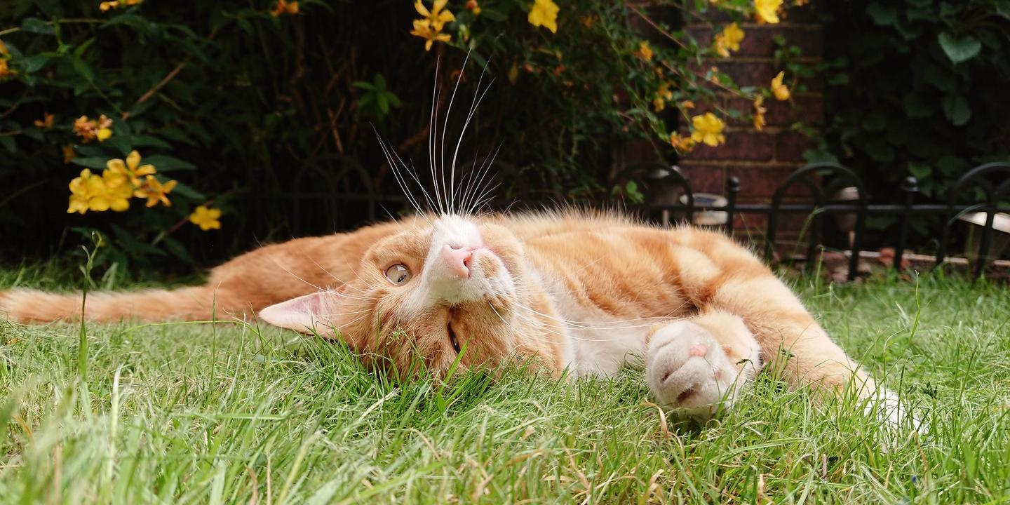 Les étonnantes propriétés de l'herbe-aux-chats