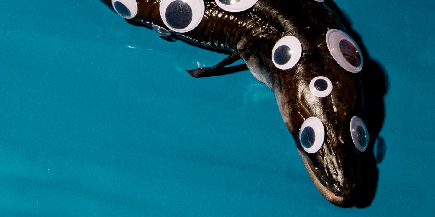Congre Grondin Vieille Chinchard La Revanche Des Poissons Moches