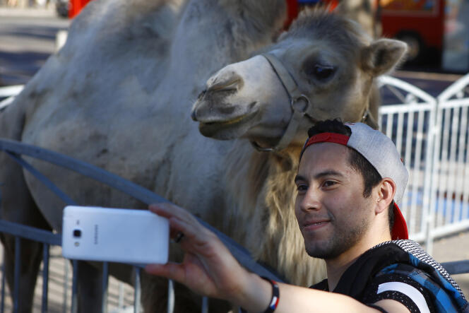 Un homme prend un selfie avec un chameau lors d’un spectacle de cirque sur la place de la Bastille, à Paris, en 2016.
