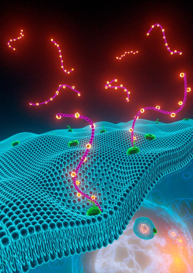 Pour adopter un état dit « mésenchymateux », qui s’accompagne d’une résistance aux médicaments, les cellules cancéreuses doivent capter du fer. Pour cela, elles font appel à CD44, une protéine membranaire présente à leur surface (en vert). Cette protéine interagit avec les hyaluronates (filaments violets), pour faire entrer le fer (en jaune) dans la cellule.