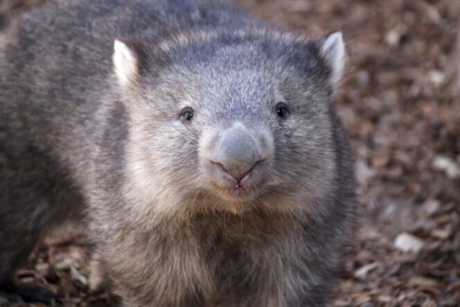Les wombats, qui ont une mauvaise vue mais un bon odorat, communiqueraient entre eux avec leurs excréments.
