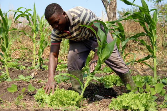 En janvier 2021, à Sotouboua, à une trentaine de kilomètres de la ferme école Albarka, Tou Djetena a lancé sa petite exploitation, dont les rendements et la qualité des légumes enchantent les marchés.
