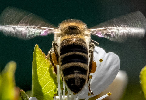 A bee gather pollen on a blooming branch of a cherry tree in a garden outside Moscow on May 11, 2020. (Photo by Yuri KADOBNOV / AFP)
