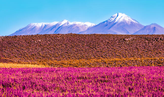 En Bolivie, des champs de quinoa en fleurs.