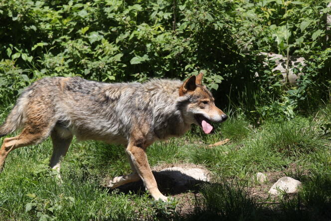 Un loup gris européen, dans le parc animalier semi-sauvage des Angles (Pyrénées-Orientales), en 2015.