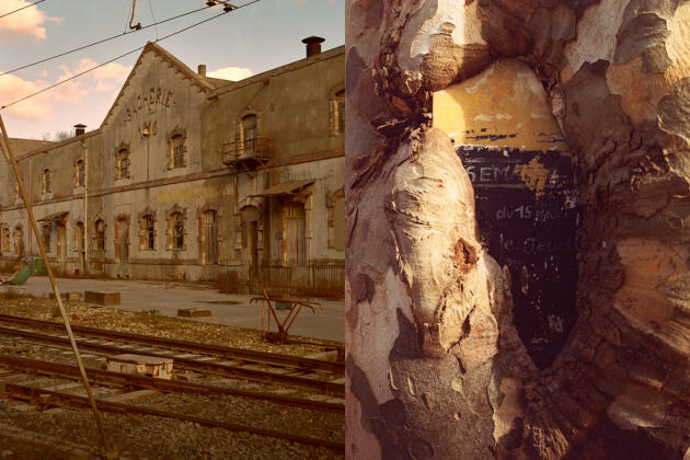Le bâtiment abandonné de la sacherie. La pancarte d’un arrêt de bus prise dans le tronc d’un platane.