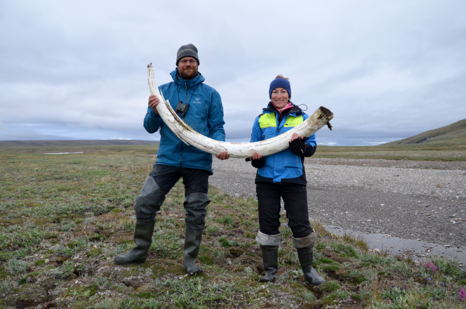 Deux des auteurs de l’étude parue dans « Nature », Love Dalén et Patricia Pecnerova, avec une défense de mammouth laineux, sur l’île Wrangel.
