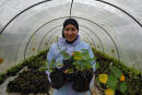 Sonia Ibidhi, a 42-year-old journalist turned to organic farming, poses with pots of nasturtiums in the greenhouse of her small farm where she produces edible flowers, in the northwestern Tunisian coastal town of Tabarka, on Januray 28, 2021. - Tunisians already use certain flowers in their traditional cuisine. Some sweets feature dried rose petals, while lavender is an ingredient in a spice mix used in couscous recipes.
But fresh flowers, which can be used for dishes from soups to salads as well as teas, are a novelty. (Photo by FETHI BELAID / AFP)