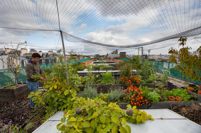 L’école AgroParisTech, à Paris, a transformé son toit en potager experimental de 600m².