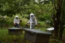 Beekeepers equiped with suits, masks, gloves and a smoker, tends to beehives near Katiola in Ivory Coast on June 25, 2020. (Photo by Issouf SANOGO / AFP)