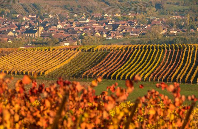 selection vins ce qu aiment boire les vignerons