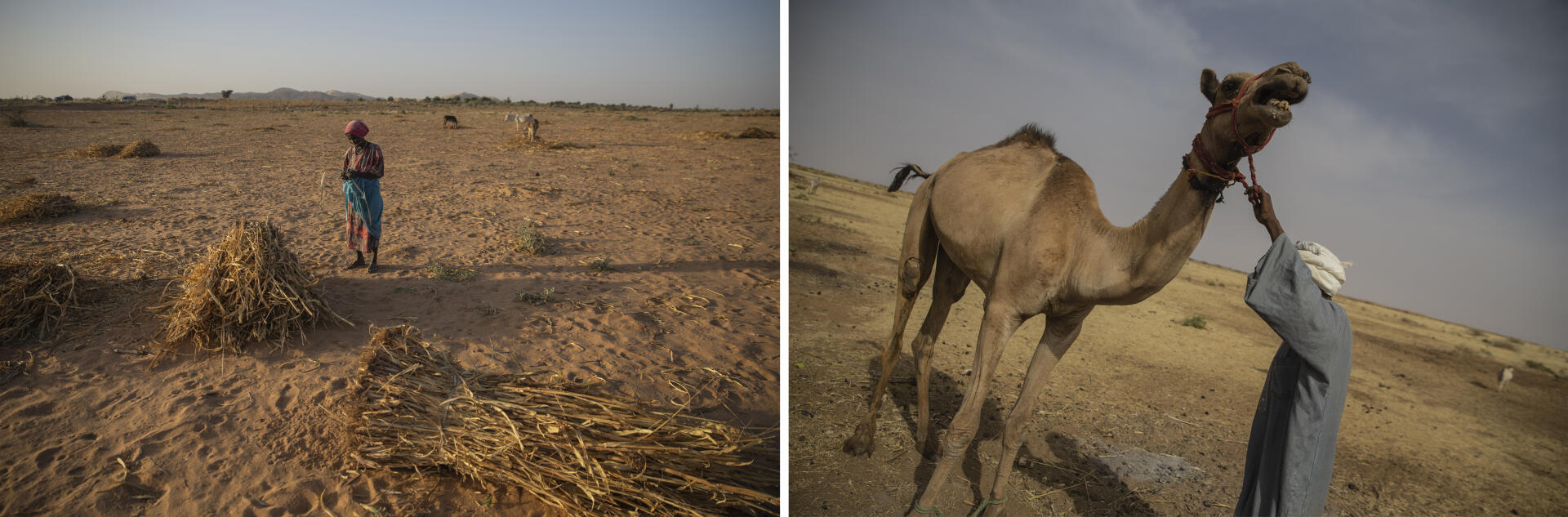 Une femme collecte des branchages pour construire des clôtures. Par précaution, elle ne s’éloigne pas. A droite, un nomade arabe avec son dromadaire.