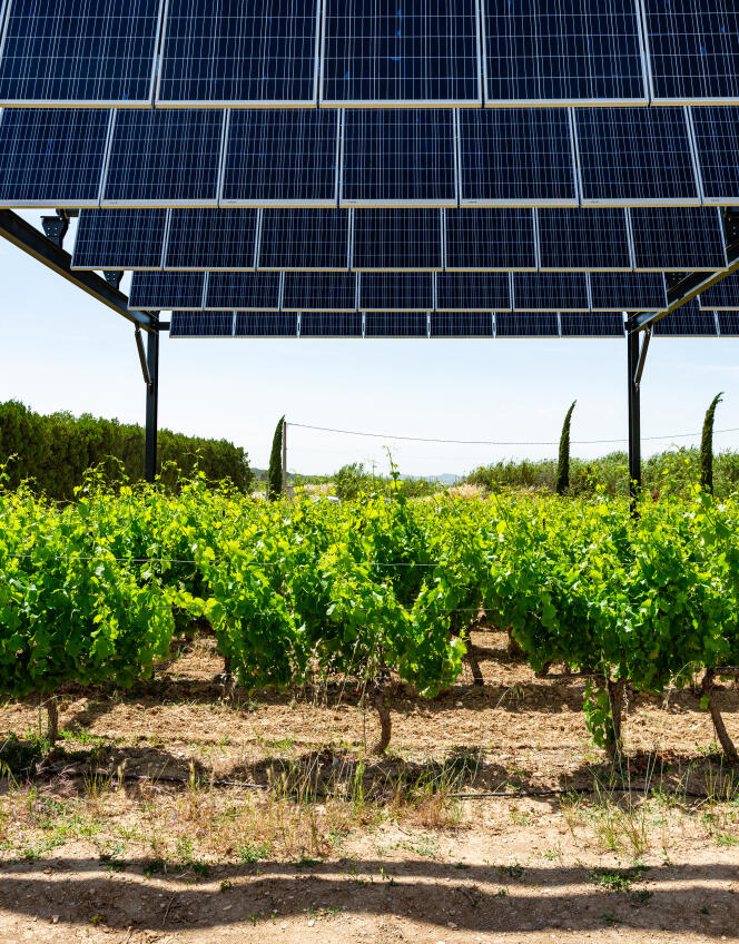 Tels des persiennes, des panneaux solaires sont installés au dessus des vignes, à Piolenc (Vaucluse), en juin 2019.