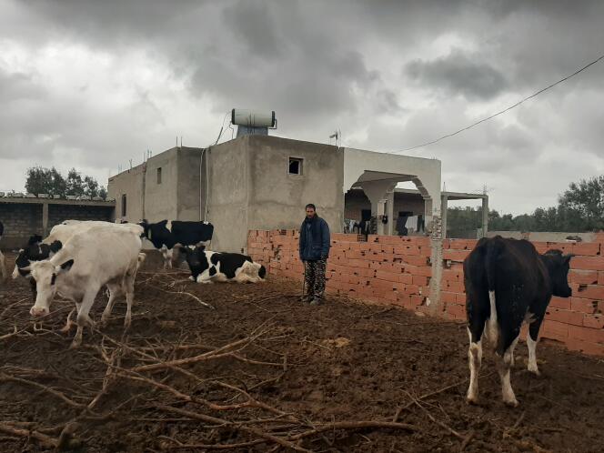 Romdhane Anis Lassoued, 43 ans, est producteur de lait à Ouled Jaballah. Faute de pouvoir les nourrir, il vend quelques vaches chaque année.