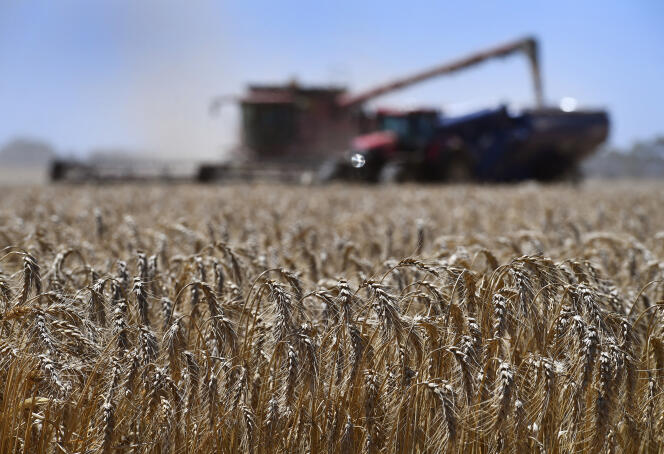 Moissonnage du blé dans une ferme près d’Inverleigh, à une centaine de kilomètres à l’ouest de Melbourne (Australie), le 12 janvier.