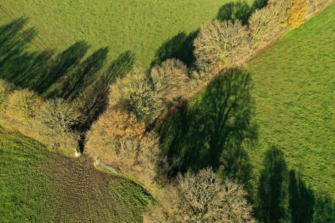 Vue aérienne de haies cruciales pour le maintien de la biodiversité en territoire agricole, près d’Evron (Mayenne), le 8 décembre 2020.
