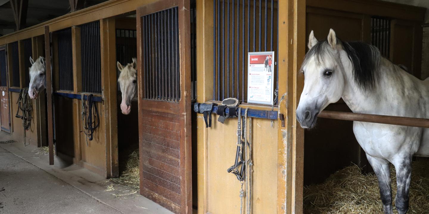 Un palefrenier de Gironde jugé pour des sévices sur des chevaux qui lui étaient confiés