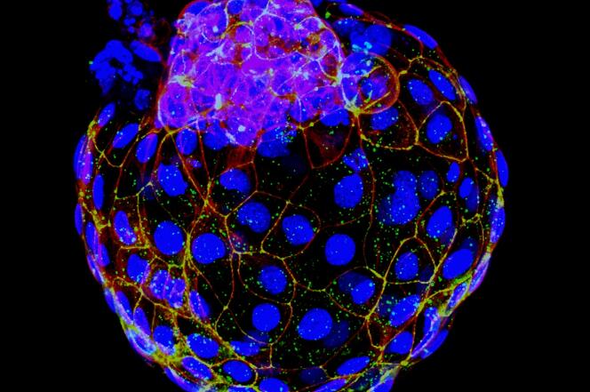 Image de blastoïde humain, un modèle de blastocyste, après marquage fluorescent de certaines de ses cellules