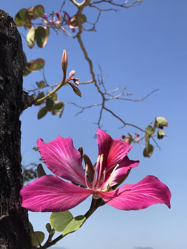 Une fleur de l’espèce Bauhinia.