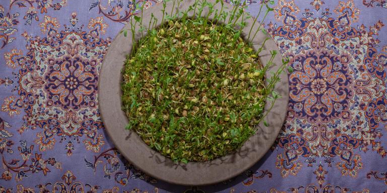 Outre les plats typiques de la cuisine iranienne, la célébration traditionnelle de Norouz suppose de rassembler sur la table un  certain nombre d'éléménts. ici,  de droite à gauche : Sabzeh (des pousse de germe de lentilles). Au restaurant Cheminée, Paris 15.
