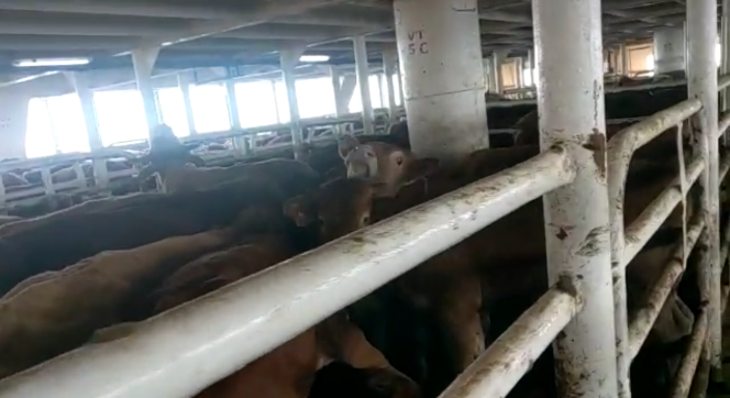 Les bovins entassés à l’intérieur du cargo « Elbeik », en transit depuis le 18 décembre 2020, à Carthagène (Espagne), le 17 mars.