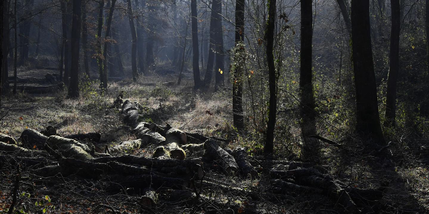 arbres le recours aux essences exotiques en foresterie est une aberration ecologique et politique