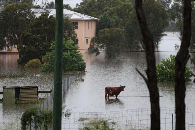 Un bovin dans la banlieue de Windsor (Australie), le 22 mars 2021.