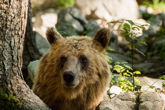Slovenie Terre Des Ours Sur Ushuaia Tv Une Paisible Cohabitation Avec L Homme