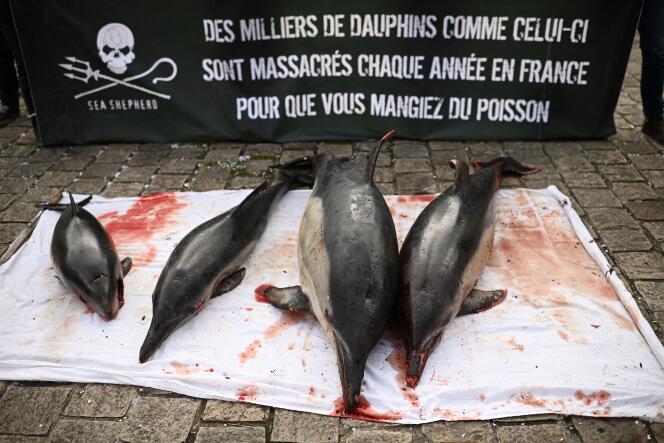Manifestation de l’ONG Sea Shepherd, devant l’Assemblée nationale, à Paris, le 2 février. Les dauphins se sont échoués sur une plage de Vendée.