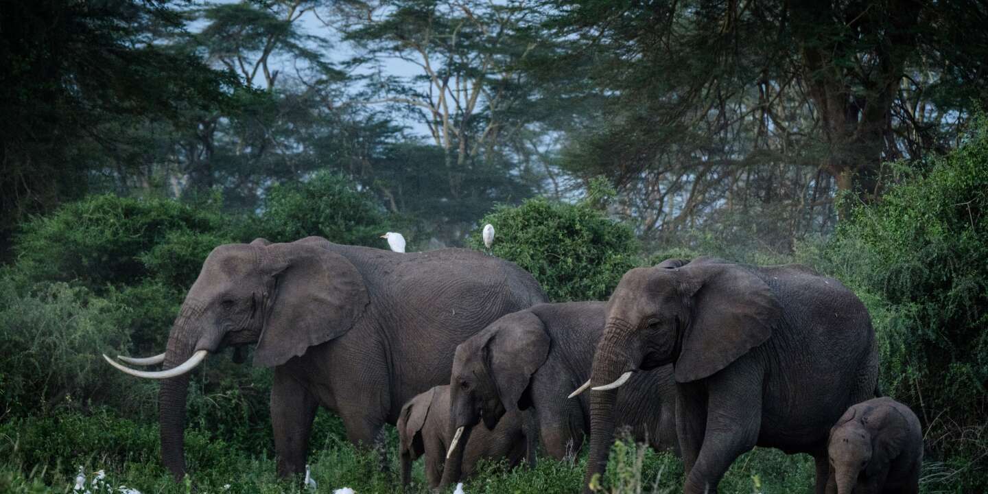 Photo of Los elefantes africanos están oficialmente amenazados de extinción