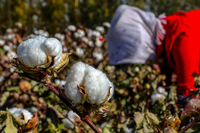 Champ de coton dans la région du Xinjiang, le 14 octobre 2018.