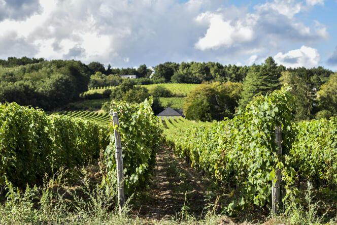 Vignes de Bourgueil, région Centre.