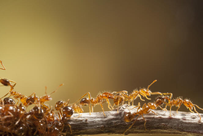 Les fourmis de feu (Solenopsis invicta) sont responsables de 100 000 hospitalisations par an aux Etats-Unis.