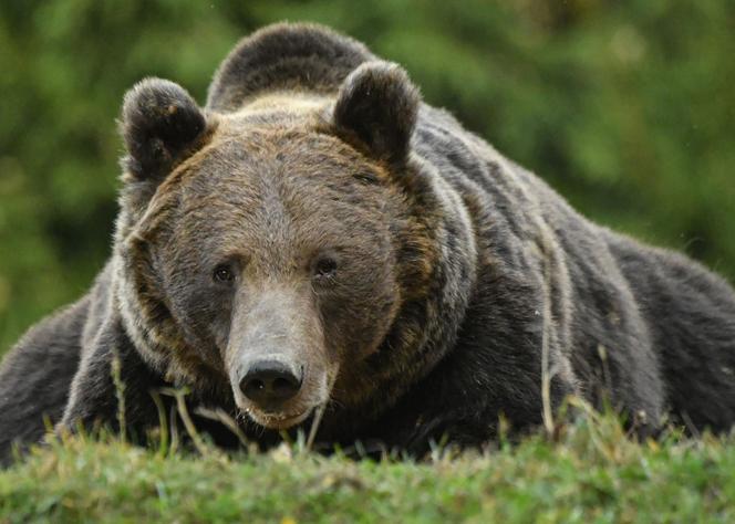 Le Nombre D Ours Dans Les Pyrenees A Augmente En Le Nombre D Ours Dans Les Pyrenees A Augmente En