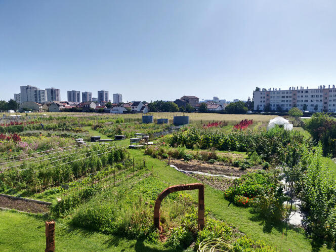 Le jardin cultivé par l’association Zone sensible, à Saint-Denis (93).