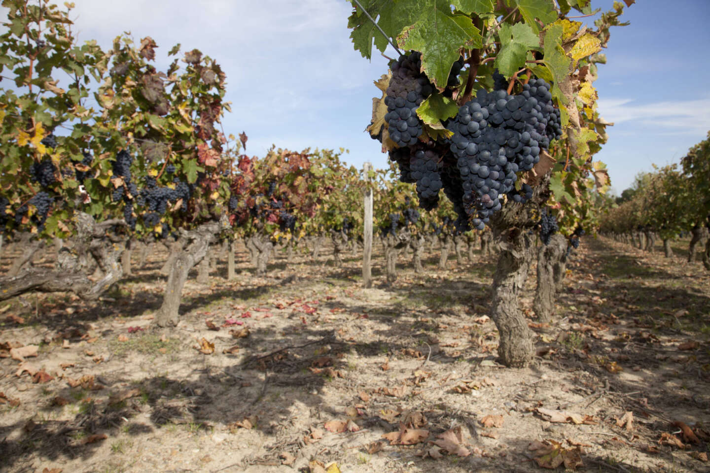 Agriculture : « Ne cédons pas à la tentation d’irriguer la vigne »