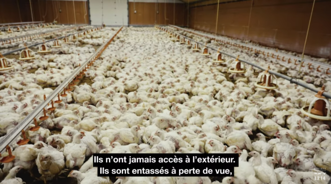 Capture d’écran de la vidéo tournée par l’association L214 dans un élevage industriel de poulets du Pas-de-Calais.