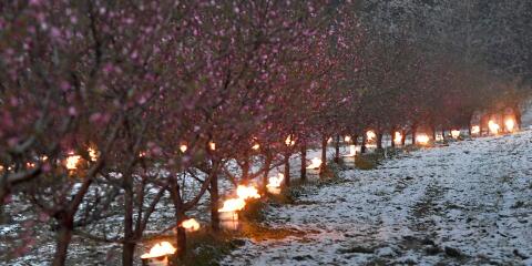 TOPSHOT - Anti-frost candles burn to protect trees from frost in an orchard as temperatures are expected to fall bellow zero degrees celsius in the next few days in Westhoffen, eastern France, on April 6, 2021. / AFP / Frederick FLORIN
