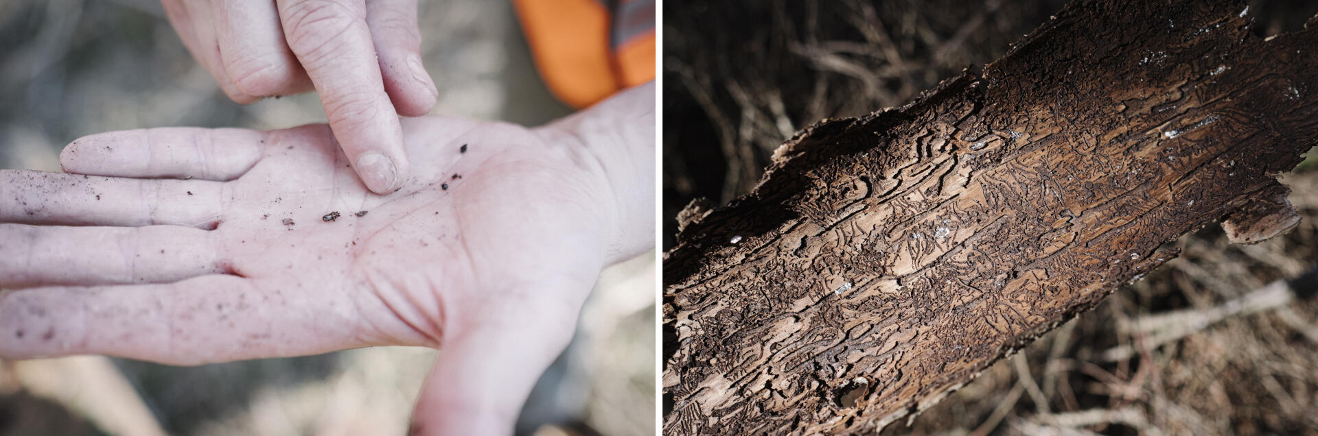 Un scolyte mort retrouvé dans une écorce, dans la forêt domaniale de Verdun, le 31 mars. Après s’être introduit dans le tronc de l’épicéa, le coléoptère se reproduit, puis ses larves creusent des galeries empêchant la sève de s’écouler normalement.