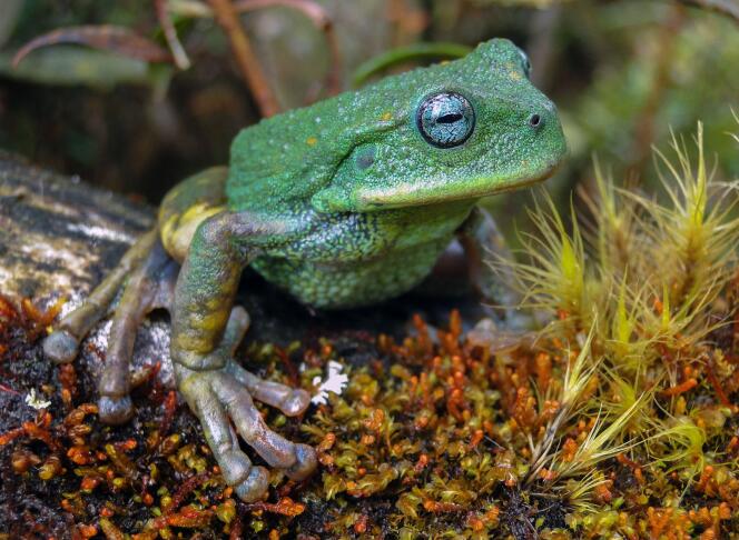 La nouvelle espèce de grenouille découverte dans un parc naturel de l’Amazonie péruvienne.