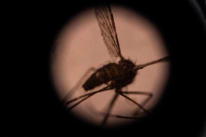 Vue d’un moustique, l’insecte vecteur du paludisme, au microscope.