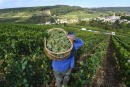 A worker carries a wicker basket full of grapes during the harvest at the Corton-Charlemagne vineyard, in Pernand-Vergelesses, Bourgogne region south-eastern France on September 5, 2018. (Photo by PHILIPPE DESMAZES / AFP)